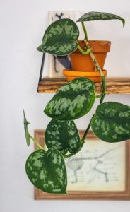house plant