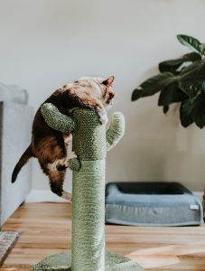 cat climbs column