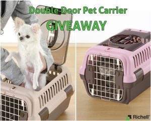 White Chihuahua in Double Door Pet Carrier