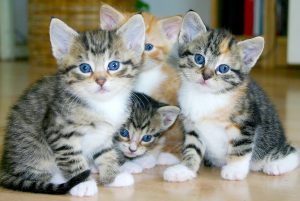 a litter of blue eyed kittens