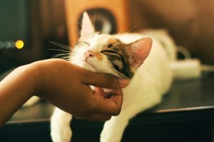 Cat getting chin scratched