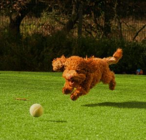 Brown Poodle Chases Tennis Ball