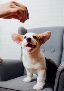 Corgi Puppy Gets Treat