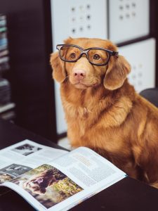 Orange Retriever in 60s glasses