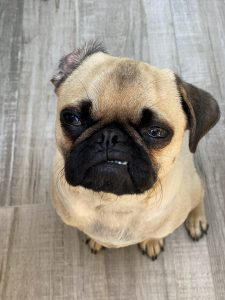 Pug with a mug