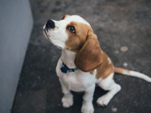 Tiny Beagle looks up