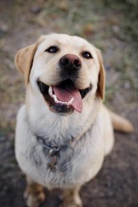 Happy Retreiver with Tongue Out