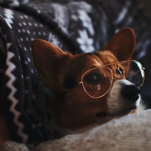 Corgi wearing dad glasses