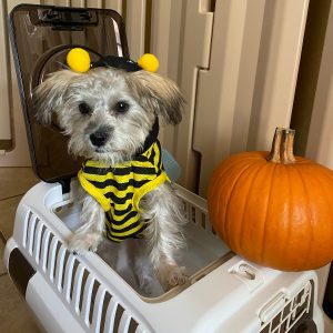 Dog Wears Bee Costume