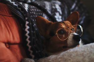 Silly Corgi in Glasses