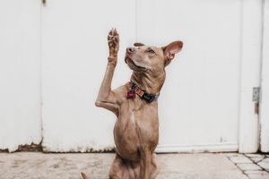 Hound Gives Paw
