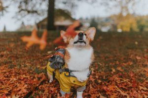 corgi in raincoat