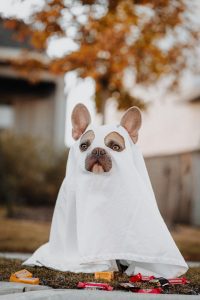 French Bulldog Ghost Costume