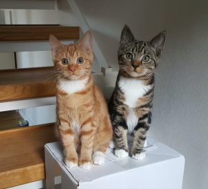 Orange Kitten and Gray Kitten