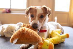Puppy plays with stuffed toy