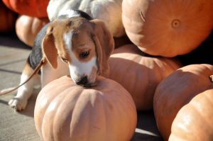 beagle licking pumpkin
