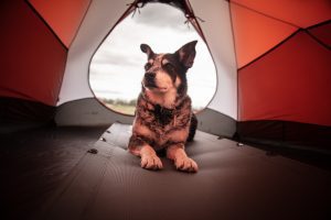 dog sits in tent