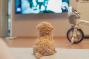 Puppy watches tv