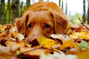 brown spaniel on leaves
