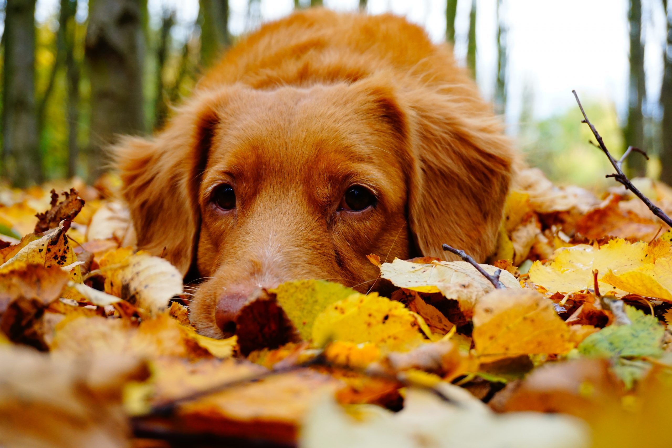 Why Dogs Love Fall