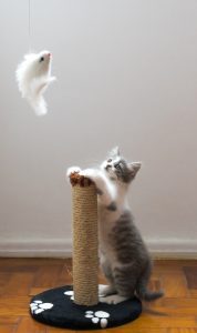 Kitten beside cat tower