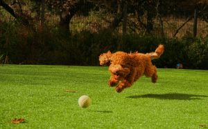 Poodle Chases Ball