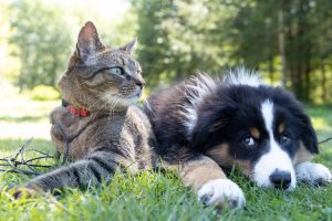 Dog and Cat Friendship