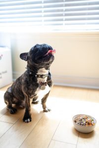 Black French Bulldog by Food Bowl