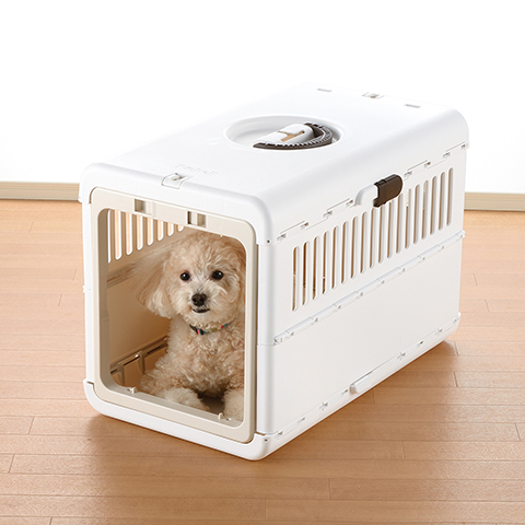 Poodle in white dog carrier