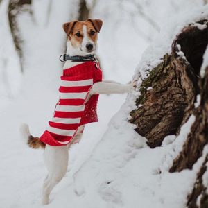 Dog wearing christmas sweater