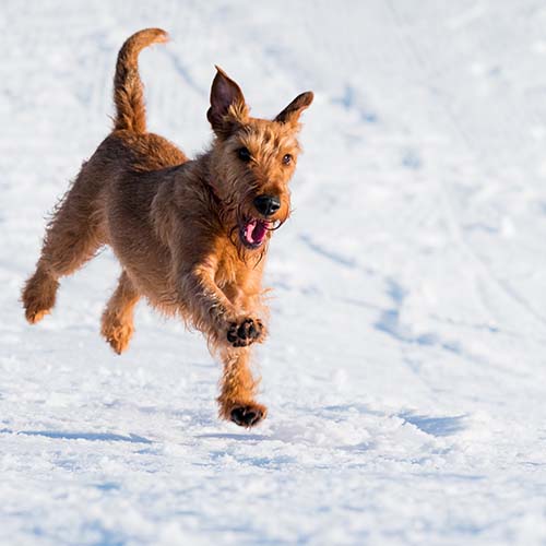 Winter Safety Tips for Pets