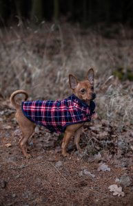 chihuahua in plaid jacket