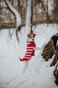 Dog in winter forest