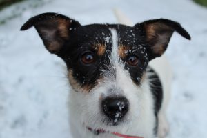 dog in snow
