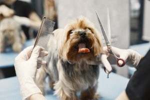 Yorkie gets groomed