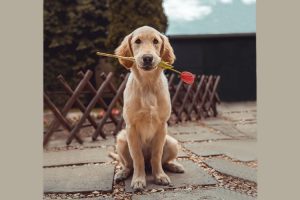 golden retriever with rose