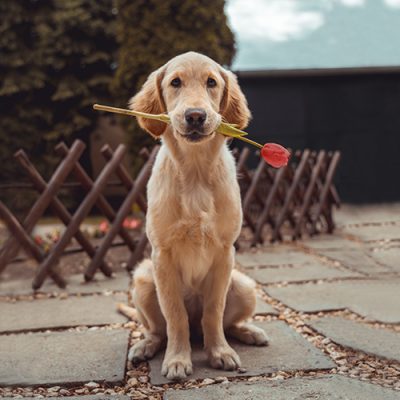 10 Ways to Enjoy Valentine’s Day with Your Pet
