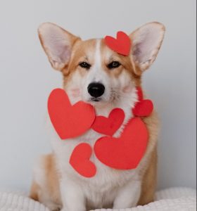 dog with heart stickers