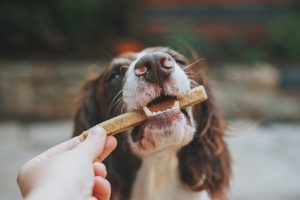 Cocker Spaniel takes treat