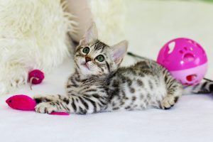 kitten with pink mouse toy