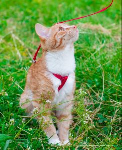 pretty cat on a red leash