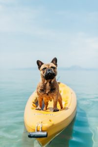 French Bulldog Surfing