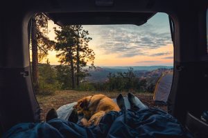 camping with dog