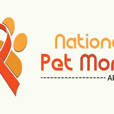 6 Ways You Can Pamper Your Pet During National Pet Month