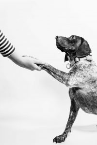 Dalmation holding human hand