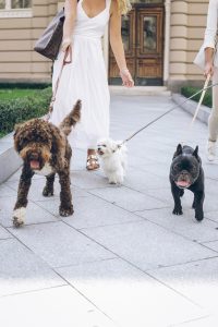 Walking three dogs on leash