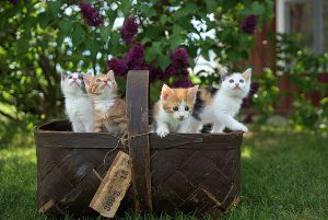 kittens in a rustic basket