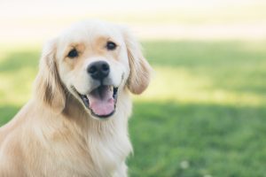 Smiling Golden Retriever