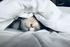 sleepy cat beneath blanket