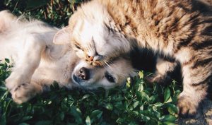 cat snuggles dog